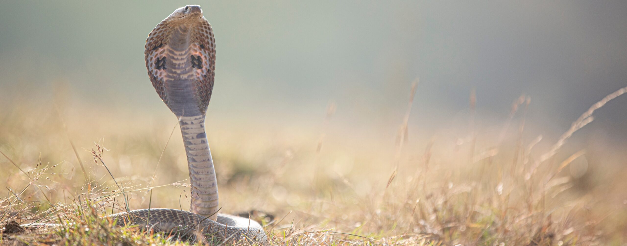 Snake Rescue Team in India